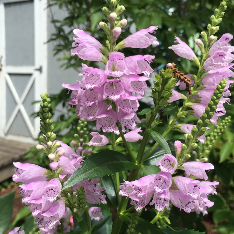 Plant image Physostegia virginiana 'Vivid'
