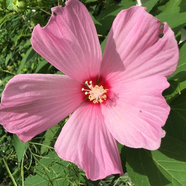 Rose Mallow