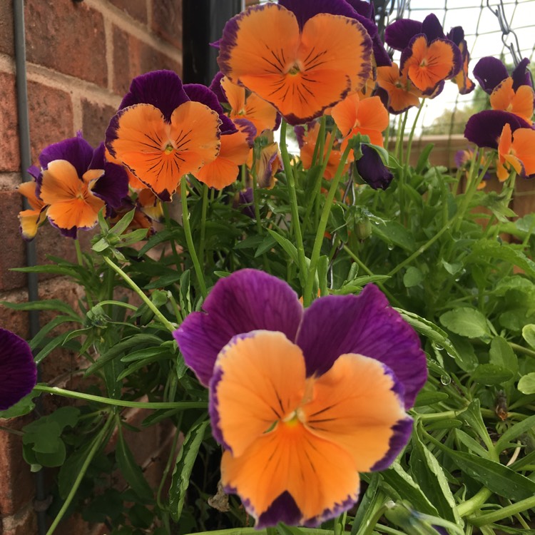 plant image 503648