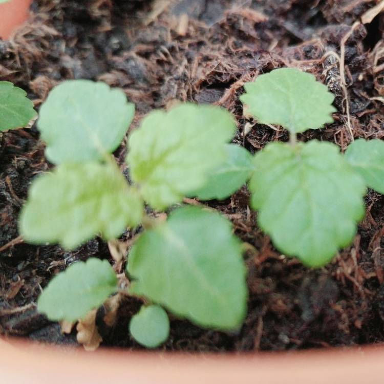 plant image 815699
