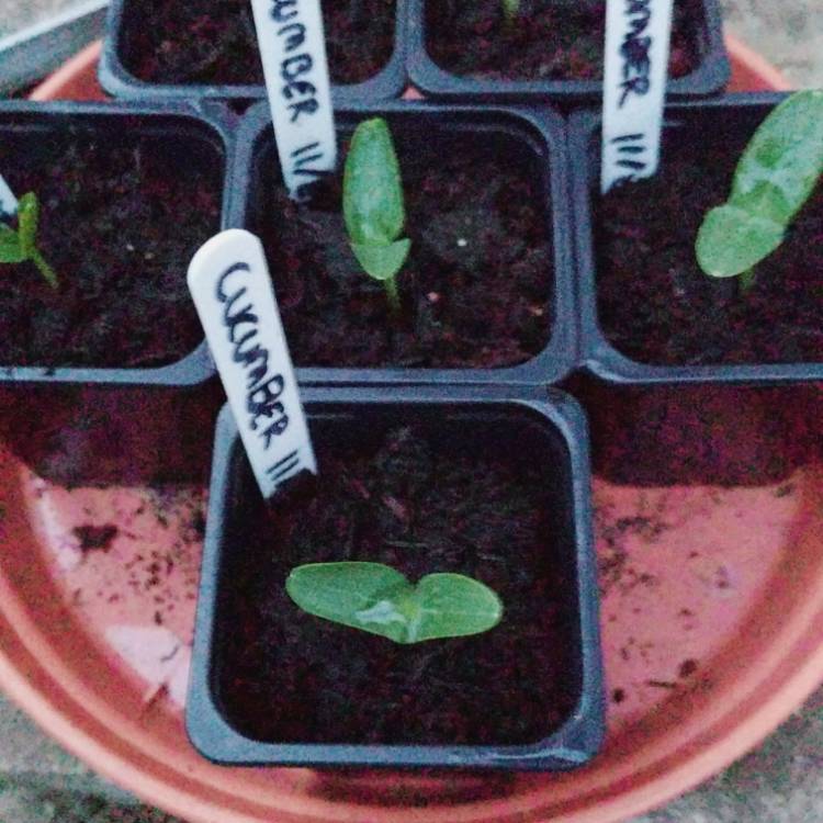 plant image 822761