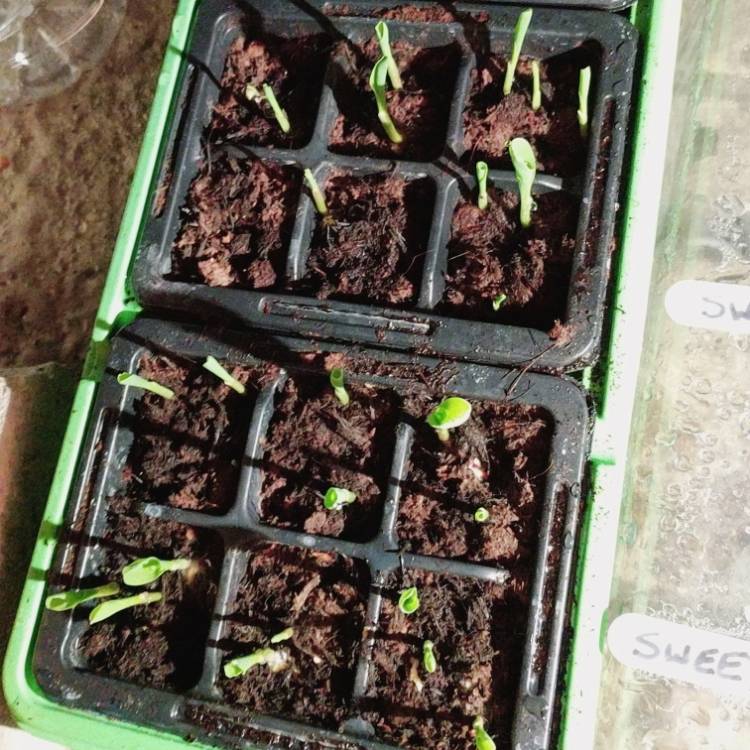 Plant image Zea mays 'Golden Bantam'