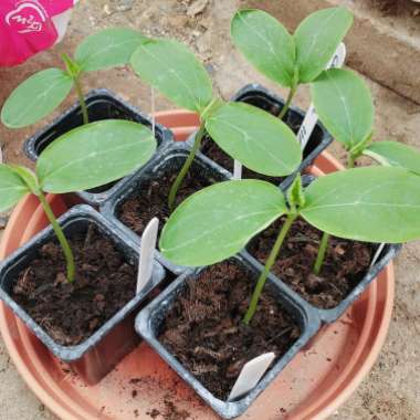Cucumber 'Telepathy'