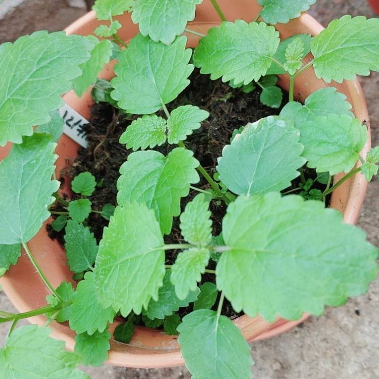 plant image 828186