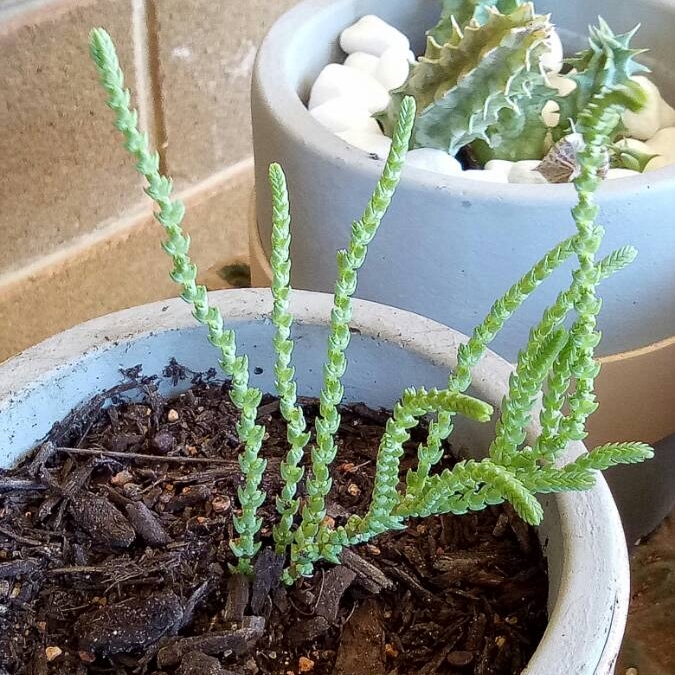 plant image 606219