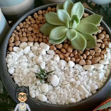 Cynnista's garden