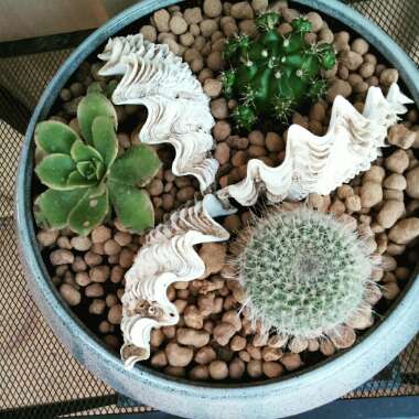 Cynnista's garden