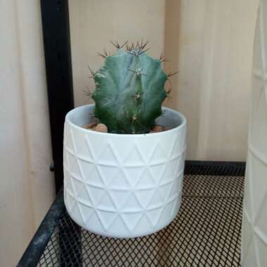 Organ Pipe Cactus