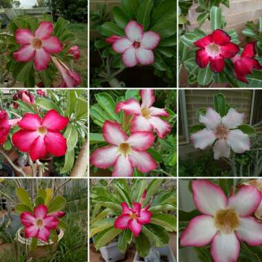 Cynnista's garden