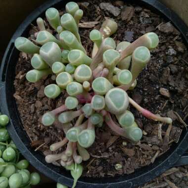 Baby Toes