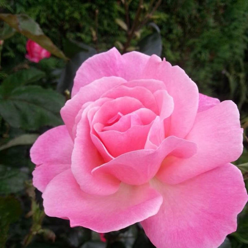 Plant image Rosa 'The Prince's Trust Harholding'