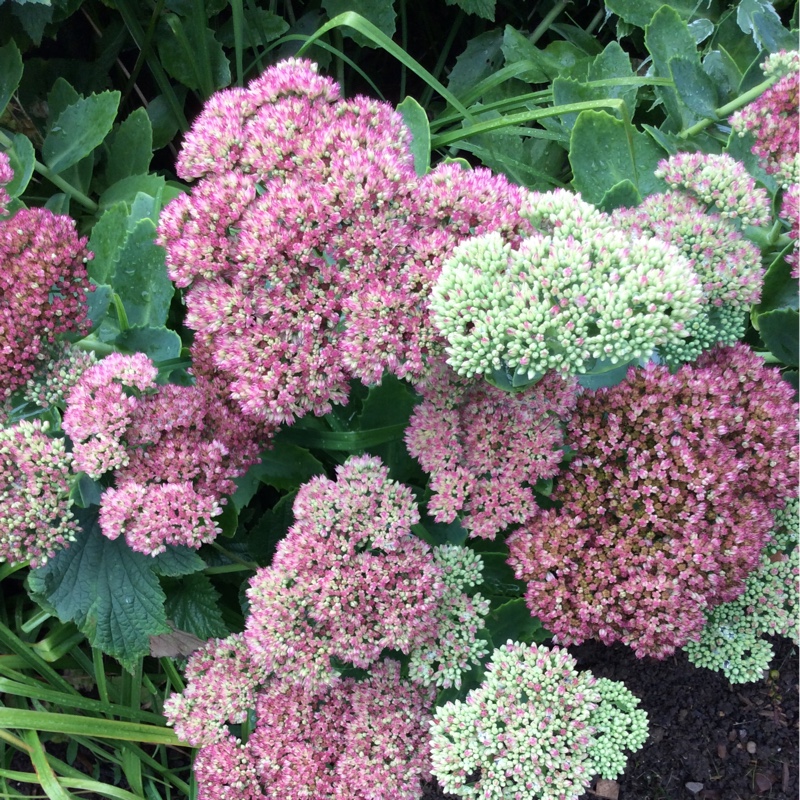 plant image 7211 plant image 7211