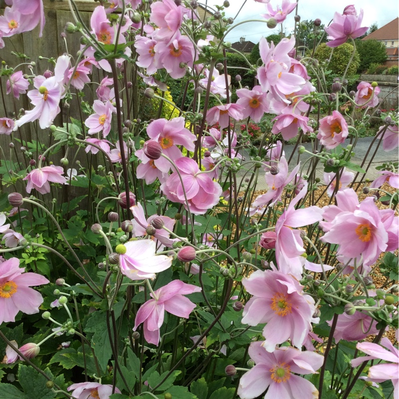 plant image 7212 plant image 7212
