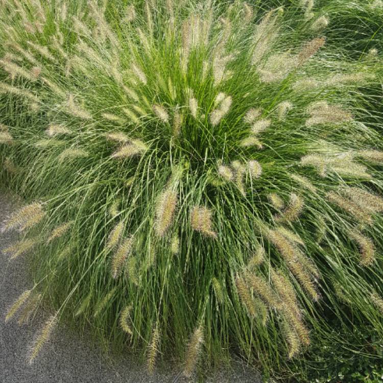 Plant image Pennisetum