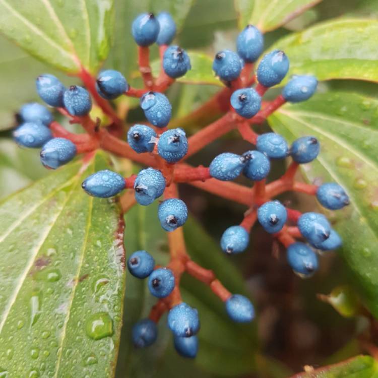 Plant image Viburnum davidii