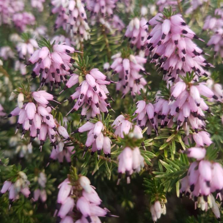 Plant image Erica carnea