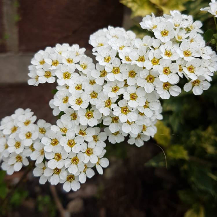 plant image 1255308