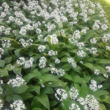 Allium ursinum