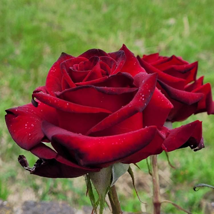 plant image 1502073