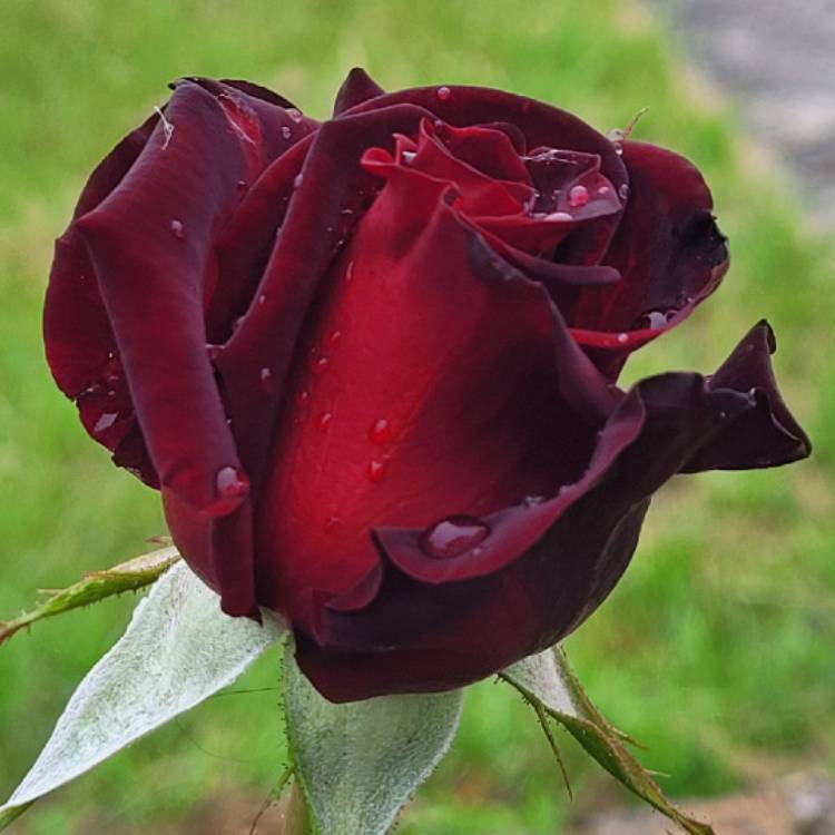 plant image 1518937