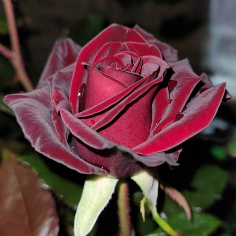 Plant image Rosa 'Tankalcig' syn. Rosa 'Black Magic'