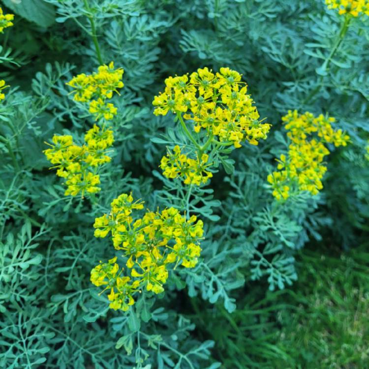 plant image 1674421 plant image 1674421