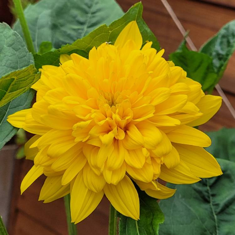 Plant image Helianthus 'decapetalus'