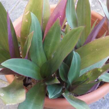 Tradescantia spathacea  syn. Rhoeo spathacea, Rhoeo discolor