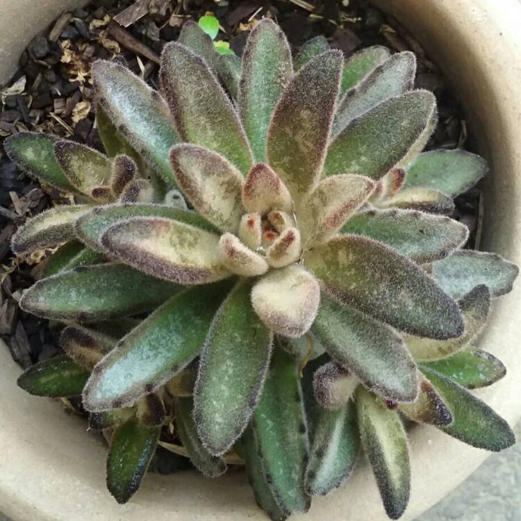 plant image 304388