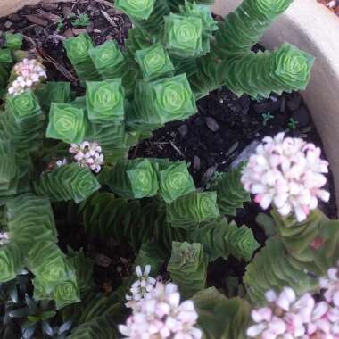Crassula Perforata subsp. Perforata