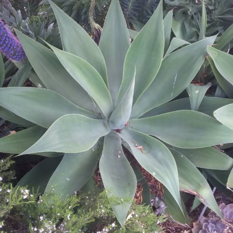Plant image Agave Americana 'Marginata'
