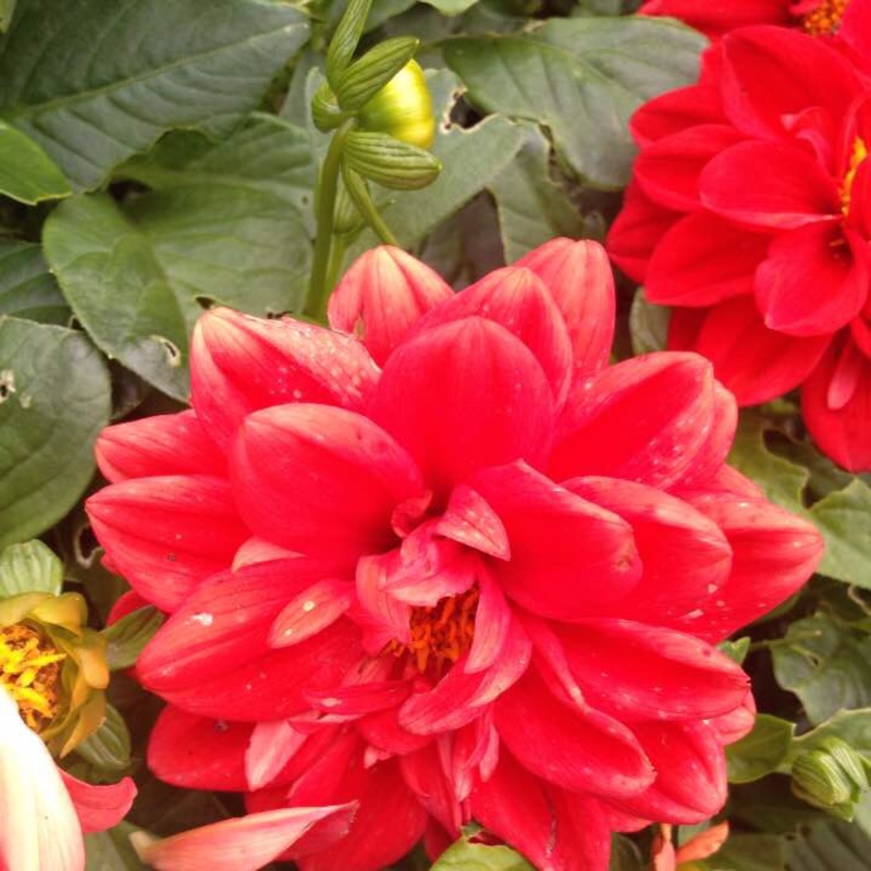 Azalea 'Cherry Drops'