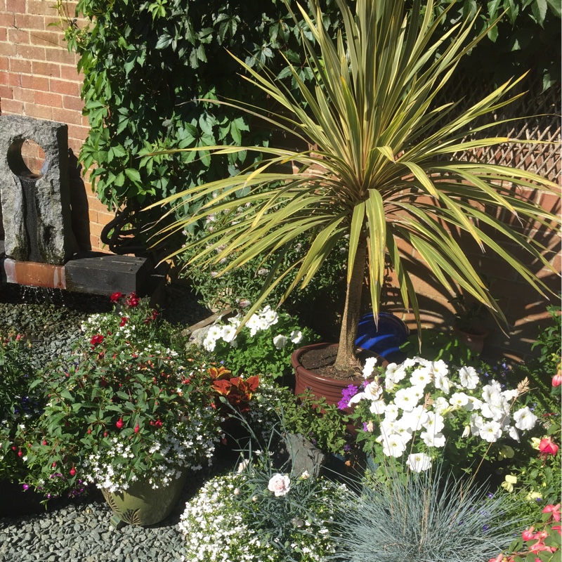 Jane's garden