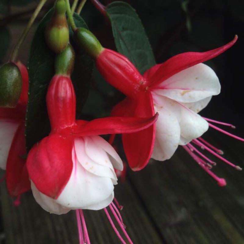 Fuchsia 'Winston Churchill'