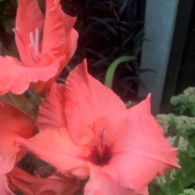 Gladioli