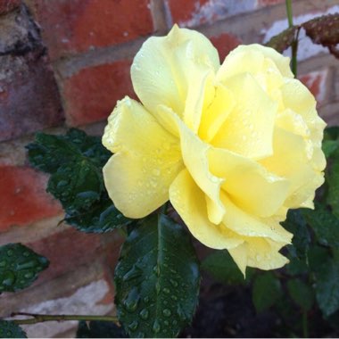 Rose 'Lions-Rose'
