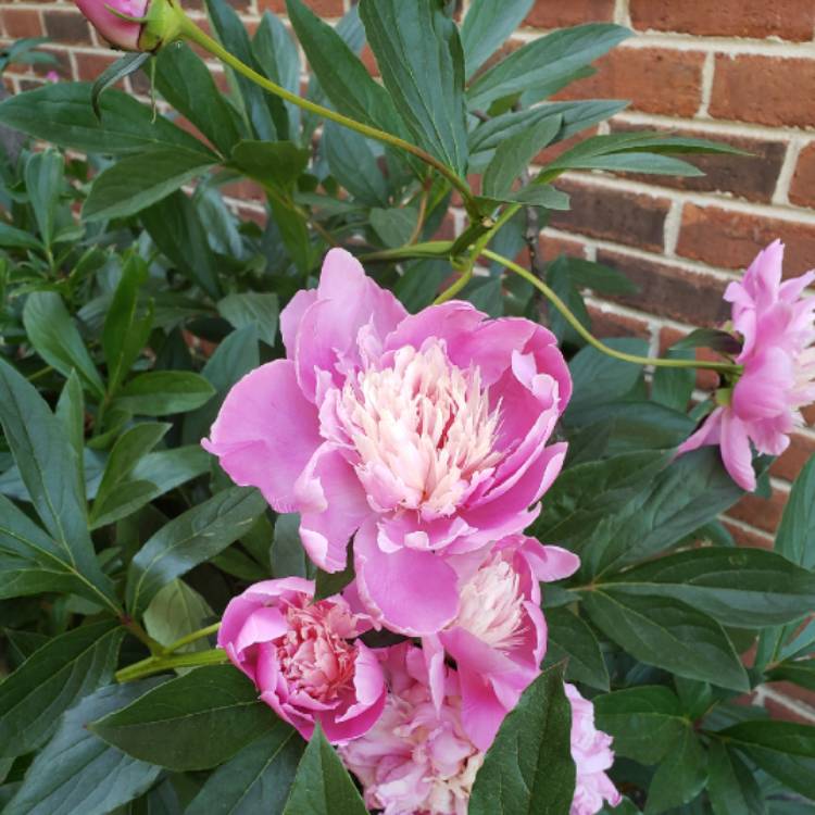 Plant image Paeonia lactiflora 'Doreen'