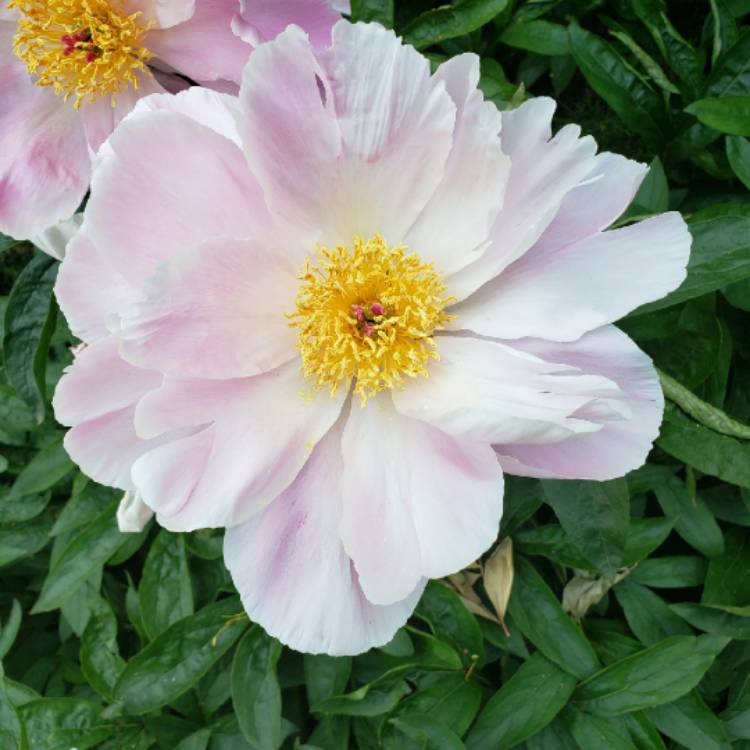 Plant image Paeonia 'Chinese Dragon'