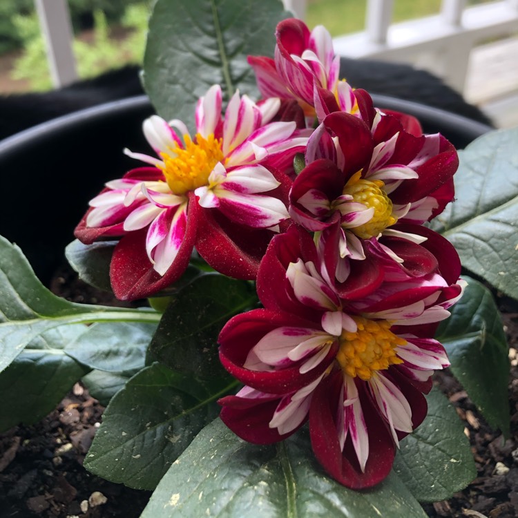 Plant image Dahlia 'Starsister Purple Stripes'