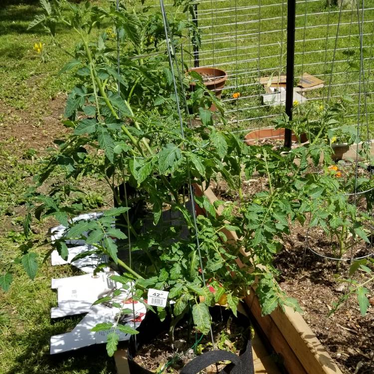 Plant image Solanum lycopersicum var.