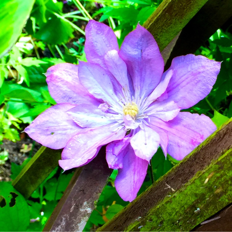 plant image 203002