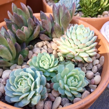 Echeveria Captain Hay