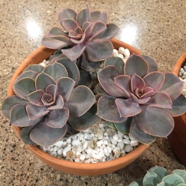 Echeveria Purple Pearl