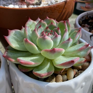 Echeveria Chihuahuaensis x Colorata Lindsayana