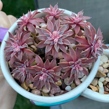 Graptopetalum Rusbyi