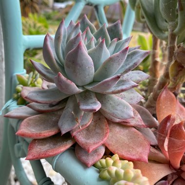 Echeveria Blue Bird