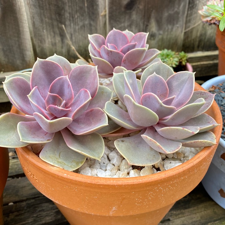 plant image 1261703