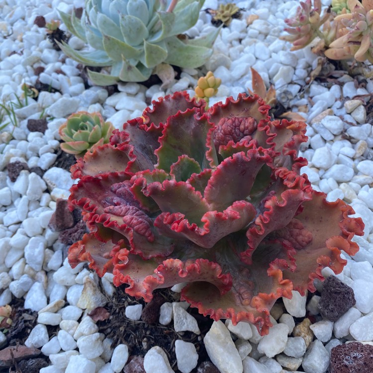 plant image 1289379