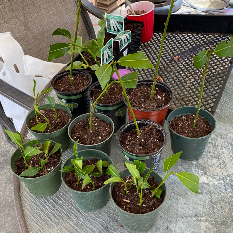 Plant image Laurus