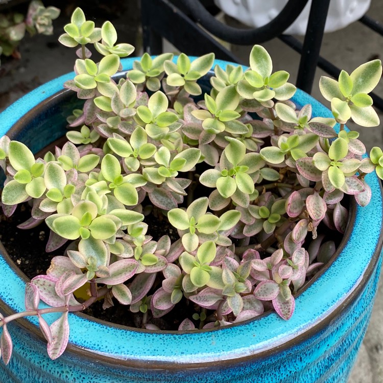 Crassula Volkensii f. Variegata, Variegated Crassula Volkensii ...